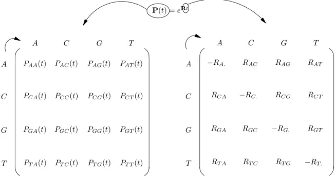 Fig. 2.3 – Probabilit´ es de substitutions vs. taux de substitutions instantan´ es