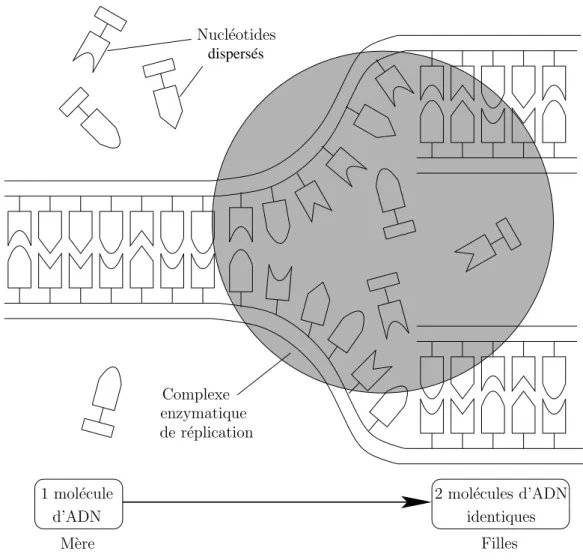 Fig. 1.3 – Principe de r´eplication de l’ADN (Boden et al., 1989).