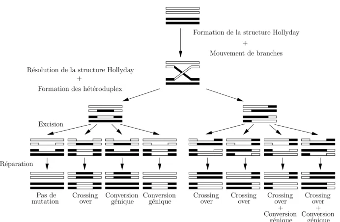 Fig. 1.8 – R´esultats possibles de la r´esolution de la structure de Holliday, de l’excision et de la r´eparation de l’ADN h´et´eroduplex cons´ecutive (Graur et Li, 2000).