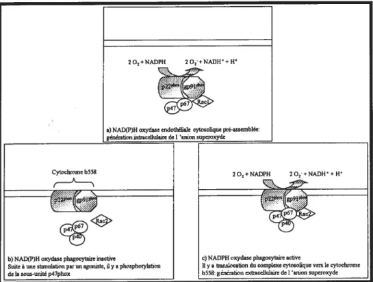 Figure 7 t NAD(P)H oxydase endothéliale et phagocytaire