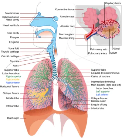 Figure 1.5: The structure of respiratory system.
