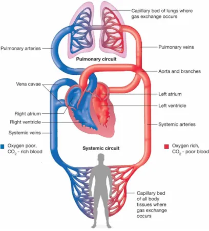 Figure 1.11: Blood circulation between heart, lungs and other body tissues.