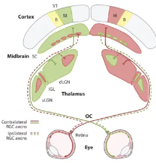 Figure 1. : Représentation du système visuel de la souris de la rétine au cerveau. La majorité  des axones des cellules ganglionnaires de la rétine décussent au niveau du chiasma optique (OC)  pour  se  projeter  vers  le  noyau  thalamique  corps  genouil