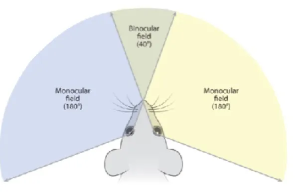 Figure 3. Champ visuel du modèle murin. La latéralisation des yeux de la souris aboutie en une  large proportion du champ visuel qui est monoculaire