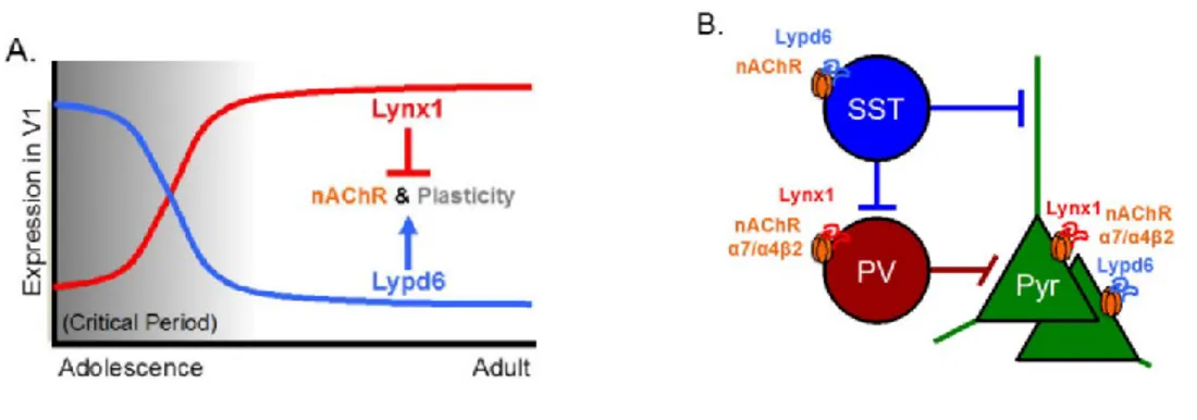 Figure 5. La famille de protéine Lynx, régulateur de la plasticité par les nAChRs.  (A)Lynx1  et Lypd6 sont des modulateurs des nAChRs et de la plasticité corticale respectivement négative et  positive