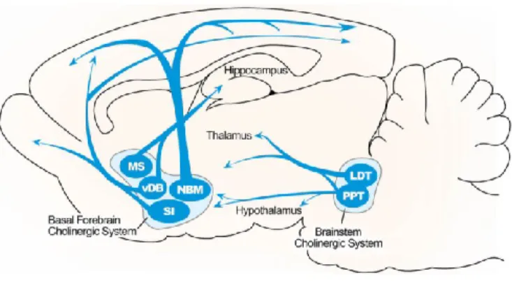 Figure  6.  Représentation  des  projections  cholinergiques.  Les  projections  cholinergiques  atteignant  le  cortex  proviennent  majoritairement  du  télencéphale  basal,  alors  que  le  noyau  pedonculo-pontin innerve plutôt le thalamus et l’hypotha