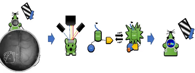 Figure 9.  Schématisation du fonctionnement de notre système d’imagerie calcique à larges  champs