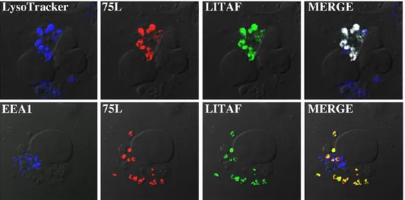 Figure  7.  Localisation  cellulaire  du  mutant  LITAF  Y23,61A  et  FV3  75L  lorsque  cotransfectés