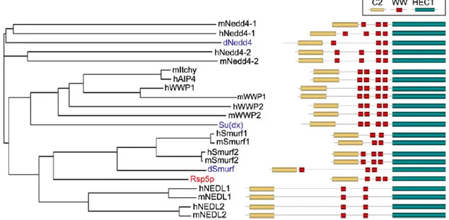 Figure 9. Comparaison structurelle entre les différentes ligases de la famille Nedd4 chez  l’humain,  la  souris,  la  levure  et  la  drosophile