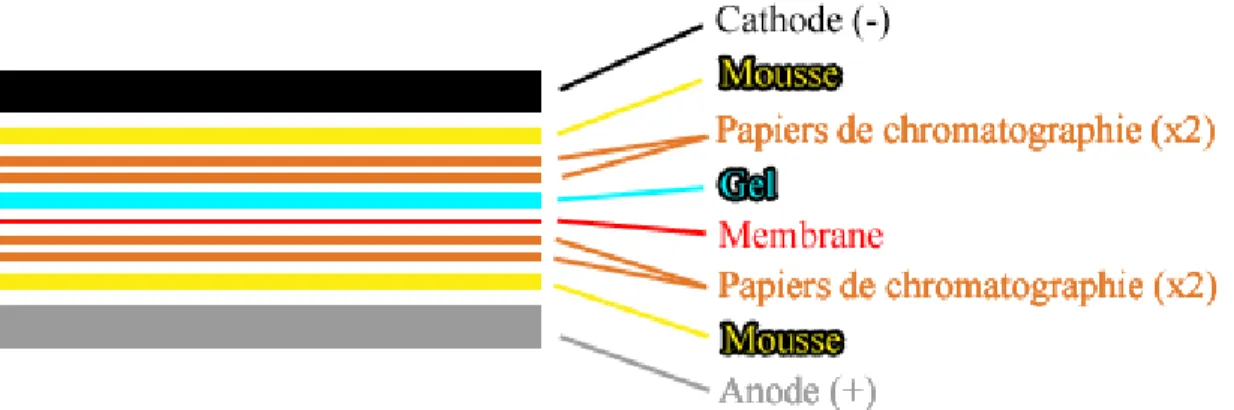 Figure  14.  Montage  de  transfert  de  gel  sur  membrane  de  nitrocellulose.  La  migration des protéines se fait du gel vers la membrane, soit de la cathode (-) vers  l’anode (+)