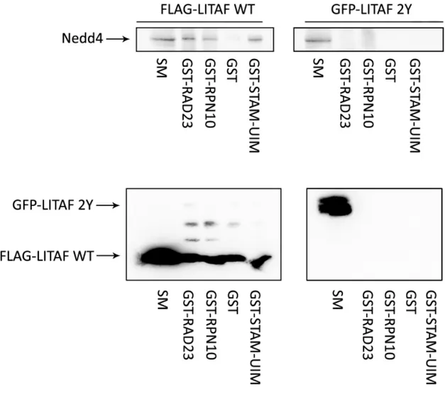 Figure 19. Autoubiquitylation de Nedd4 présent à des niveaux endogènes, en présence de  LITAF  WT  ou  de  LITAF  2Y