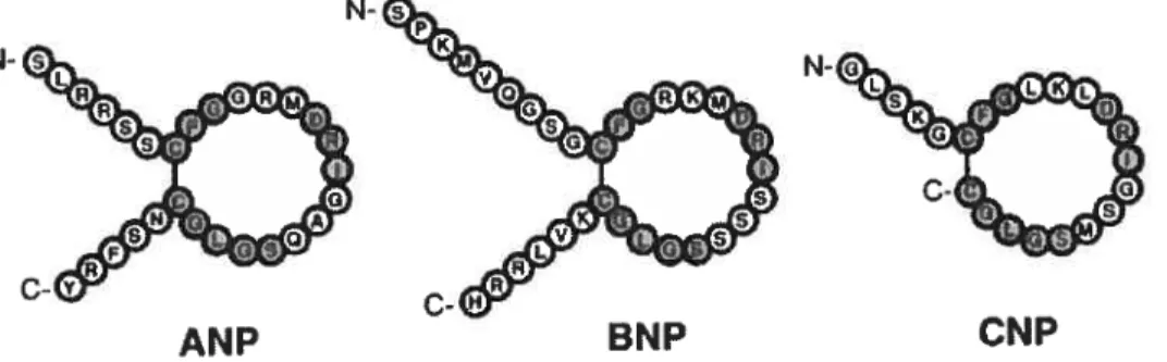 figure 1.1. Structure primaire des peptides natriurétiques de type-A, -B et -C (Suzuki et al., 2001)