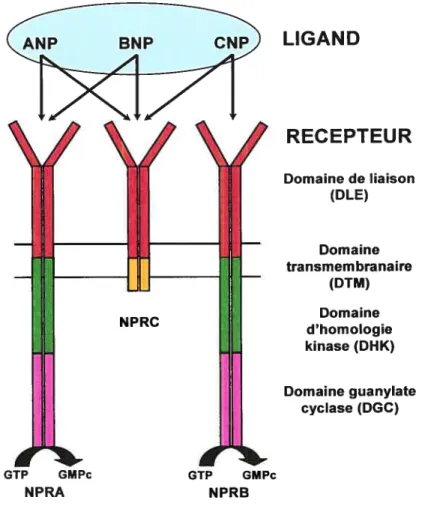 figure 1.3. Représentation schématique des récepteurs des peptides natriurétiques RPNA, RPNB et RPNC (Traduit et adapté dePandey, 2005).