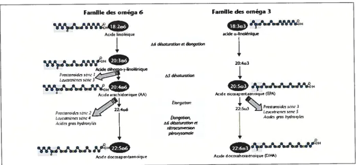 Figure 1: Voie de biosynthse des acides gras polyhisaturés (AGpI) des familles w-3 et w-6 à partir des acides gras essentiels et métabolisation des AGPI en eicosanoïdes (prostanoïdes, leucotriènes) [16].