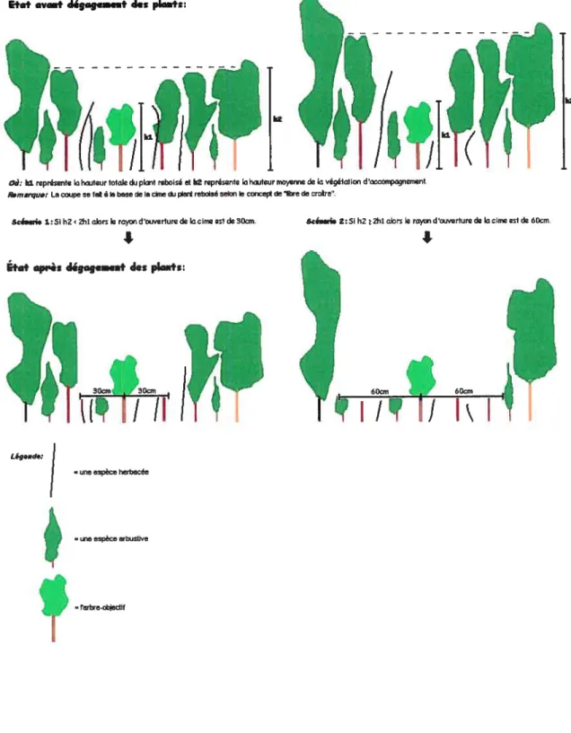 Figure 2 : Représentation des deux scénarios de dégagement de la cime du plant appliqués au sein des traitements accompagné et trouées nord et sud