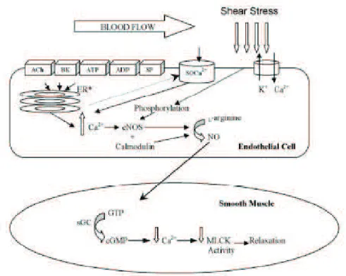 Figure  11.  Production  endothéliale  de  NO  et  son  action  sur  la  cellule  musculaire  lisse