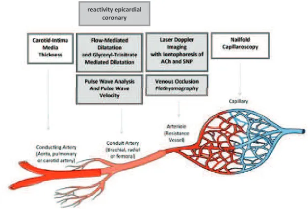 Figure 12. Méthodes de mesure clinique de la fonction endothéliale selon les lits vasculaires  182 :                             Evaluation morphologique 