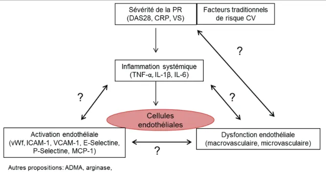Figure 13. Les potentiels facteurs impliqués  dans l’installation de la DE dans la PR (Figure : P