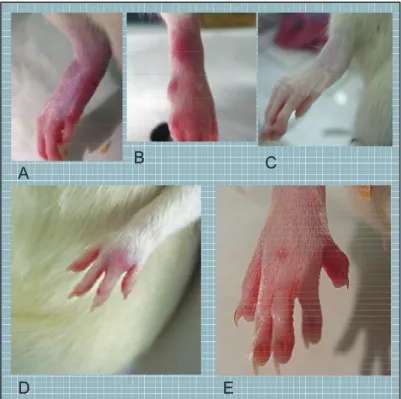 Figure  6.  Photographies  représentant  différentes  atteintes  et  évolutions  cliniques  de  l’arthrite  induite  à  adjuvant  :  Atteinte  isolée  des  doigts  (A  et  E),  atteinte  faible  (B),  modérée  (C)  et  intense (D) de la cheville et/ou du t