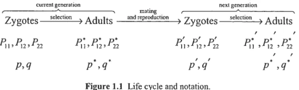 Figure 1.1 Life cycle and notation.