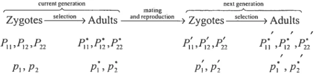 Figure 2.1 below summarïzes the life cycle in the population and the notation tised for the genotypic and allelic frequencies