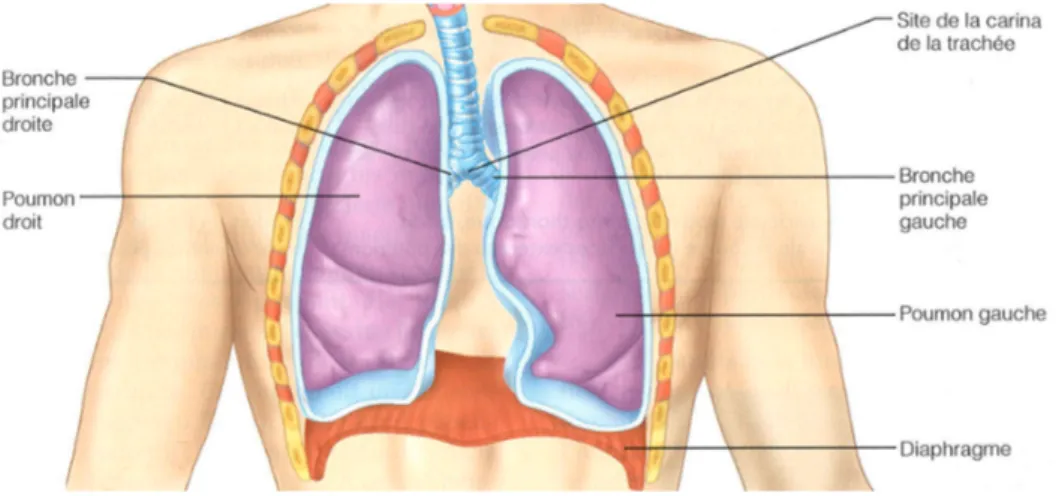 Figure 1.7 – Repr´ esentation sch´ ematique des poumons et de leur environnement (les muscles apparaissent en rouge) [Mar05]