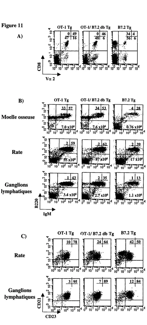 Figure 11  A)  B)  Moelle osseuse  Rate  Ganglions  lymphatiques  C)  Rate  Ganglions  lymphatiques  .-4  ë  OT·I Tg &#34;'0  _--.----1--, M o  Ne_~ o ...