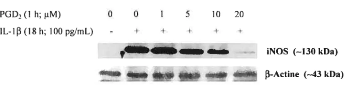 Figure 3. Inhibition par la PGD2 de l’induction de l’expression protéique d’iNOS médiée par IL-I3 dans les chondrocytes arthrosiques humains