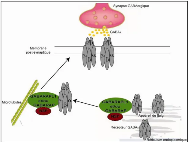 Figure  6:  Rôle  des  protéines  de  la  sous-famille  GABARAP  dans  le  transport  du  récepteur  GABA A 