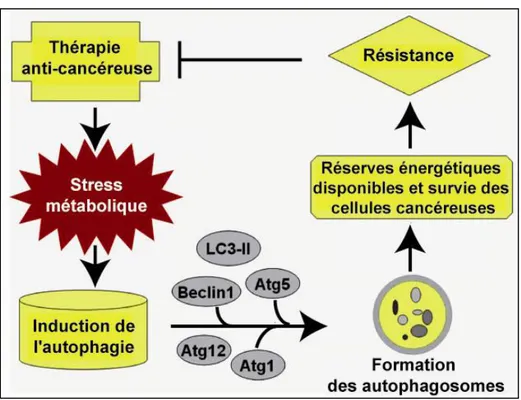 Figure  16 : Induction d’une résistance aux drogues anti-cancéreuses due à l’autophagie