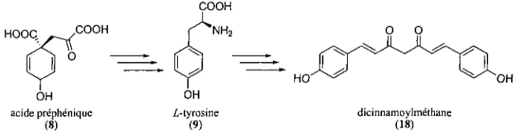 Figure 2-3 : Biosynthèse du dicinnamoylméthane à partir l'acide préphénique.