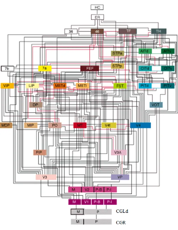 Figure 8- Connexions des aires visuelles chez le primate.  
