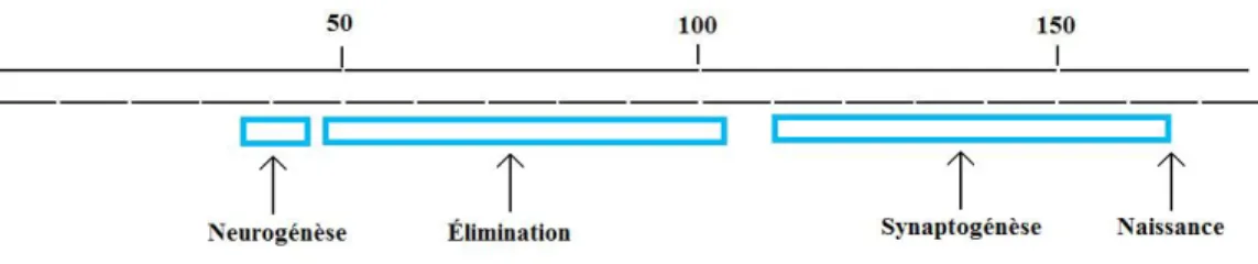 Figure 10- Les étapes du développement du CGLd avant la naissance chez le singe.  
