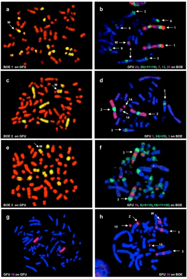 Figure 1.2 – Exemple de chromosome painting ; extrait de [36]