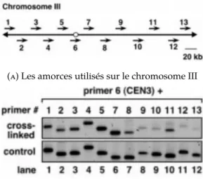 Figure 1.4 – Résultats de 3C pour le chromosome III de S. cerevisiae ; extraits de [37]