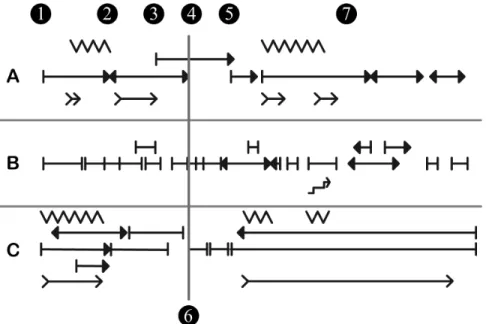Figure 4 : repérage des différentes synchronisations entre les trois musiciens. 