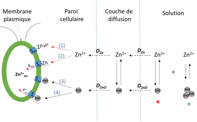 Figure 1.2 : Schématisation hypothétique du processus physicochimique menant à la bioaccumulation du Zn 2+