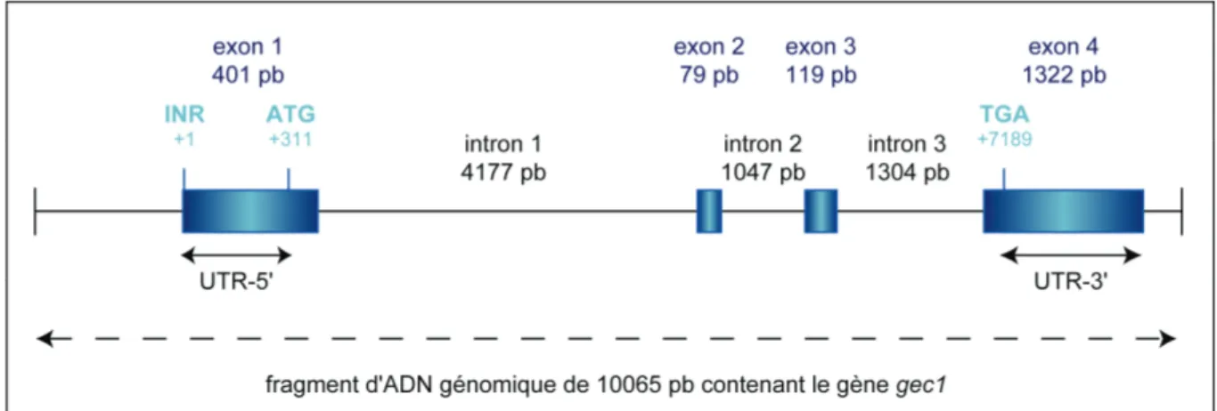 Figure 1 : Organisation du gène gec1 de cobaye. Les tailles des introns et des exons sont indiquées  ainsi que les positions de l’INR (+1), du codon d’initiation de la traduction ATG (311), du codon de  terminaison la traduction TGA (7189)