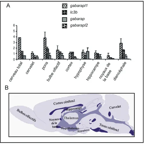 Figure 4 : A. Profil d’expression des ARNm gabarapl1,  lc3b,  gabarap et gabarapl2 dans  différentes aires de cerveau de rat par RT-PCR quantitative