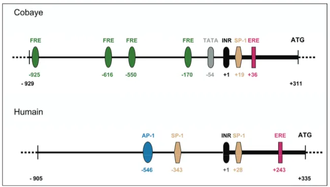 Figure 7 : Représentation des fragments d’ADN génomique de 1240 pb en amont du codon  d’initiation de la traduction ATG des gènes gabarapl1 humain et de cobaye