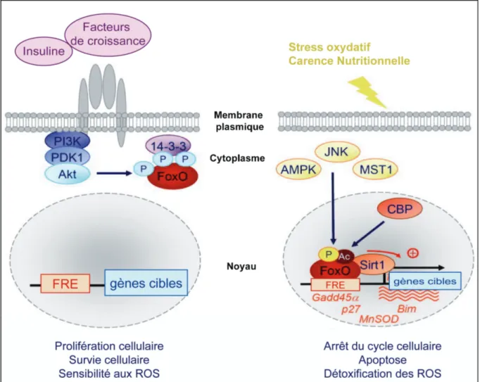 Figure 8 : Régulation négative des facteurs de transcription FoxO par les facteurs de croissance  et l’insuline et régulation positive par le stress oxydatif et la carence nutritionnelle