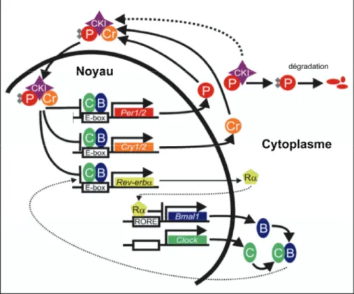 Figure 9 : Autorégulation des gènes contrôlant les rythmes circadiens dans le noyau  suprachiasmatique