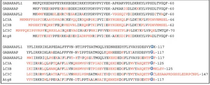 Figure 10 : Comparaison de la séquence protéique humaine de GABARAPL1 avec celles de  GABARAP, GABARAPL2 (GATE-16), LC3A, LC3B, LC3C et Atg8 (NCBI protein BLAST)