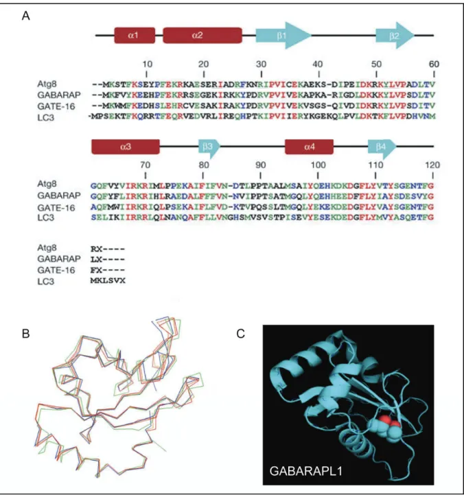 Figure 11 : Comparaison des séquences en acides aminés et des structures tridimensionnelles des  protéines Atg8, GABARAP, GATE-16 et LC3 et représentation structurale de la protéine  GABARAPL1