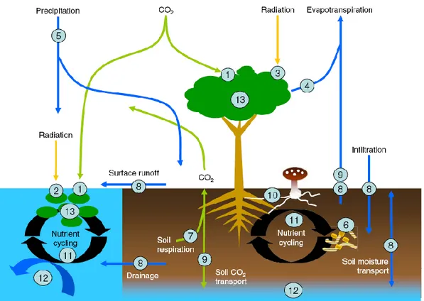 Figure 1.3. Schéma générale des interactions potentielles des nanoparticules au niveau biologique (Navarro et al., 2008) 