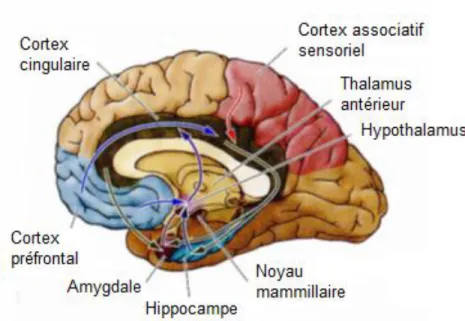 Figure 8: Coupe de cerveau représentant les émotions en lien avec les structures corticales (Purves,  2008) 