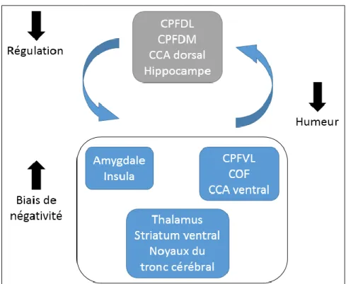 Figure  10: Modèle schématique des structures corticales responsables des troubles émotionnels de  perception et de comportement chez les sujets atteints de dépression, adapté de Phillips et al