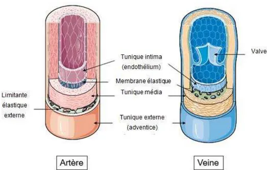 Figure 9 – Schéma des différentes tuniques d'une artère (à gauche) et d'une veine (à droite)  262