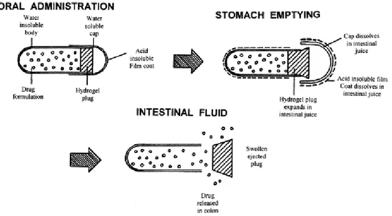 Fig. I.1: Enteric coated Pulsincap ®  (adapted from Mc Neil and Stevens, 1990) 