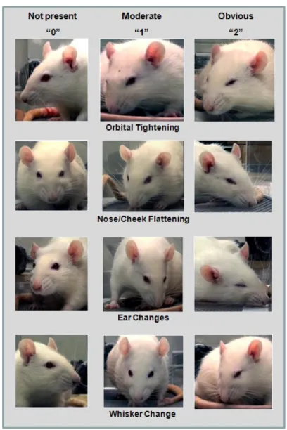 Figure   1.   L’échelle   des   expressions   faciales   chez   le   rat   pour   quantifier   la   douleur,   zéro   étant    l’absence   de   douleur   (Sotocinal   et   al,   2011)   